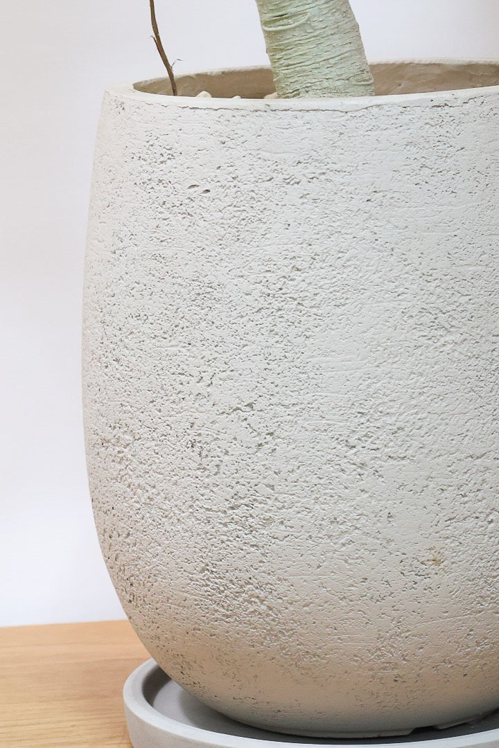 【ベンガレンシス】この樹形はイイ！沖縄で生長したしっかりとした幹！自信を持っておすすめします！