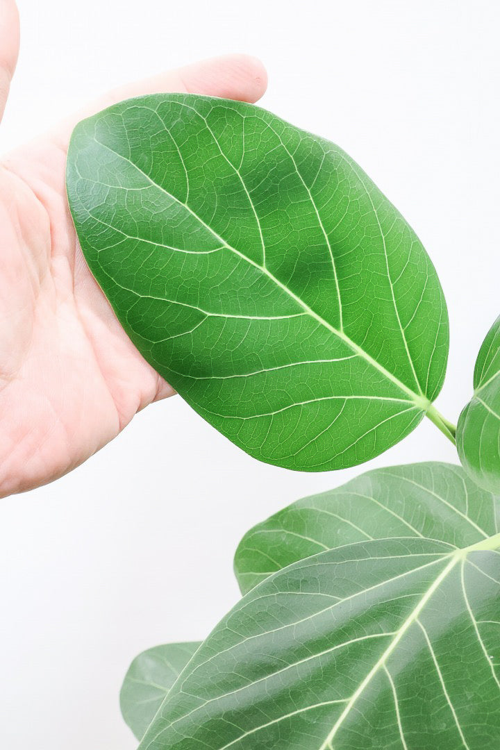 【ベンガレンシス】この樹形はイイ！沖縄で生長したしっかりとした幹！自信を持っておすすめします！