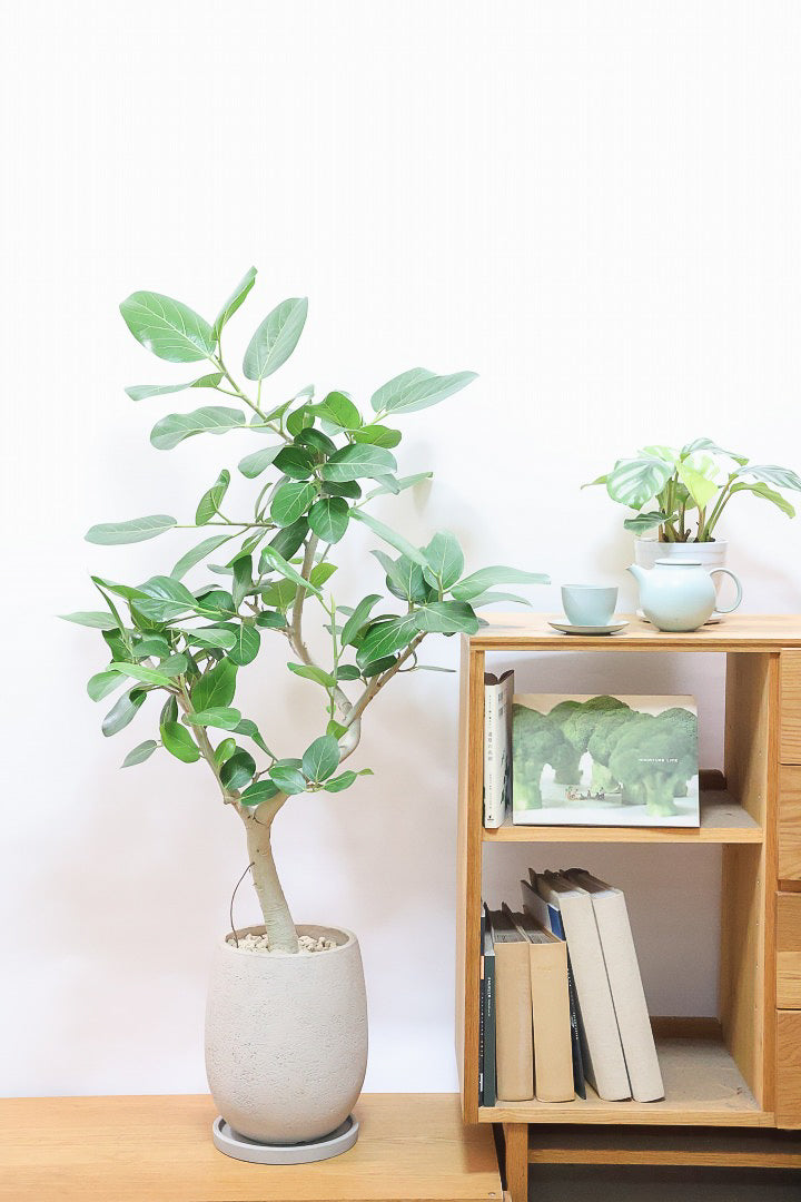 【ベンガレンシス】この樹形はイイ！沖縄で生長したしっかりとした幹！自信を持っておすすめします！