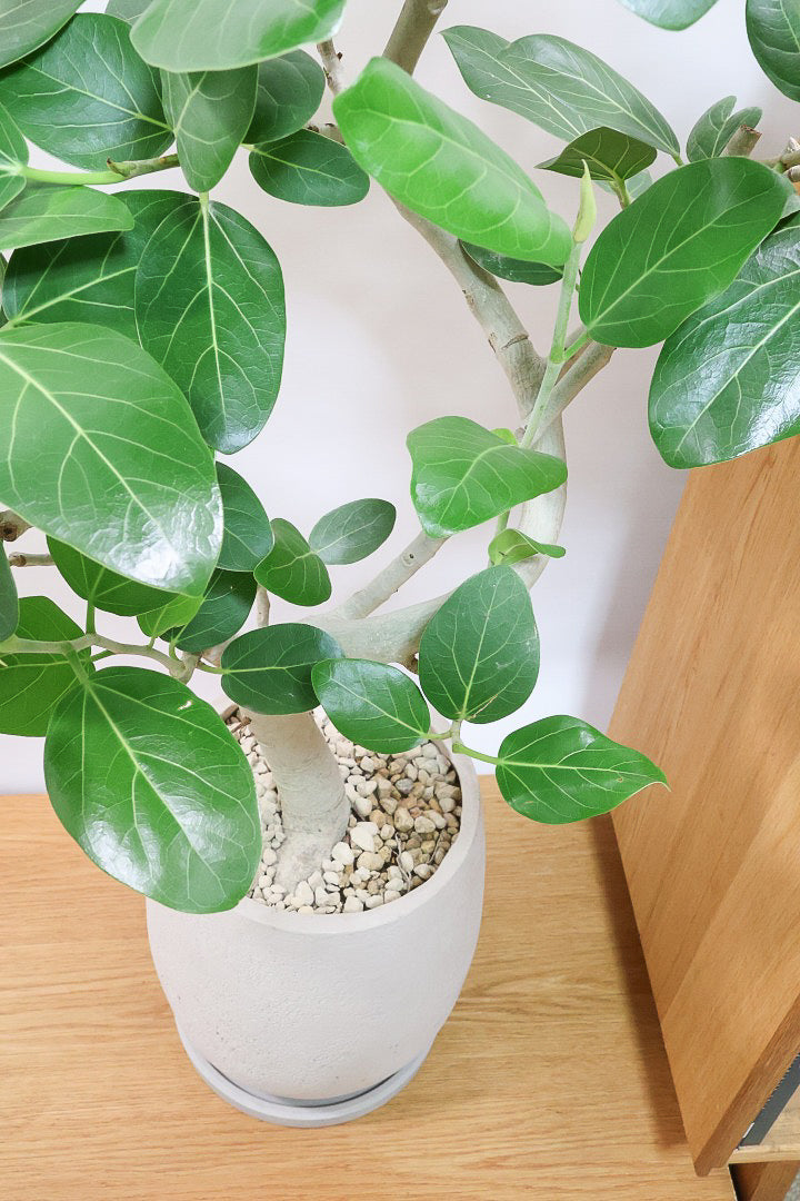 【ベンガレンシス】この樹形はイイ！沖縄で生長したしっかりとした幹！自信を持っておすすめします！