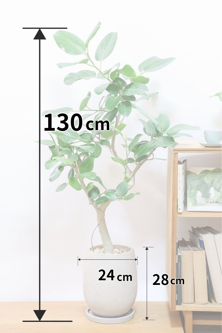 【ベンガレンシス】この樹形はイイ！沖縄で生長したしっかりとした幹！自信を持っておすすめします！