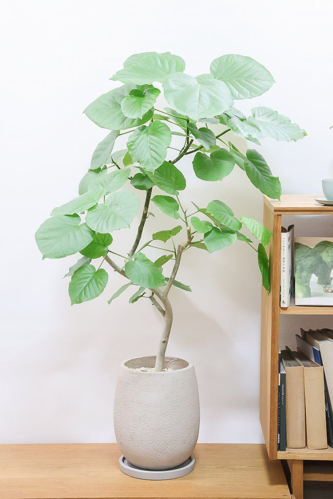 ウンベラータGIV60750| 観葉植物の通信販売 | APEGO(アペーゴ)