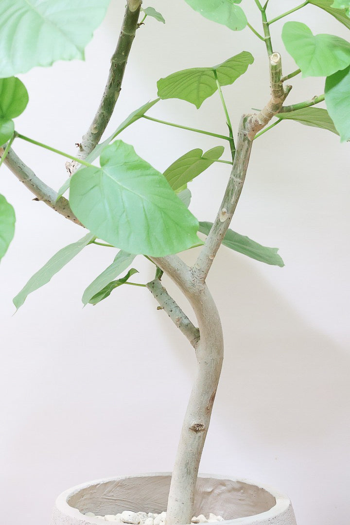 【ウンベラータ】これはホント良い樹形！葉の大きさもちょうどいいと思います！インテリアにはピッタリ！