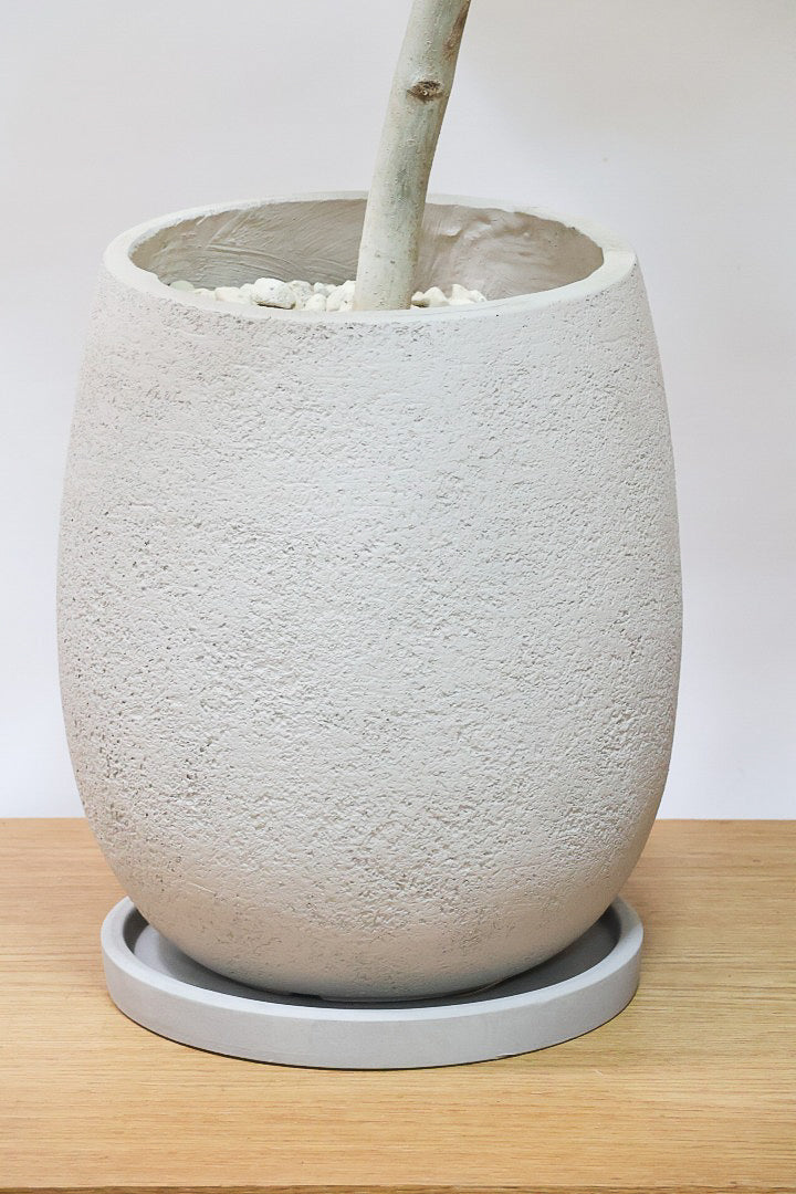 【ウンベラータ】これはホント良い樹形！葉の大きさもちょうどいいと思います！インテリアにはピッタリ！