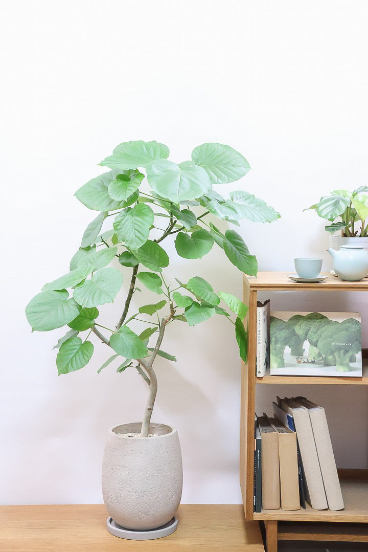 【ウンベラータ】これはホント良い樹形！葉の大きさもちょうどいいと思います！インテリアにはピッタリ！