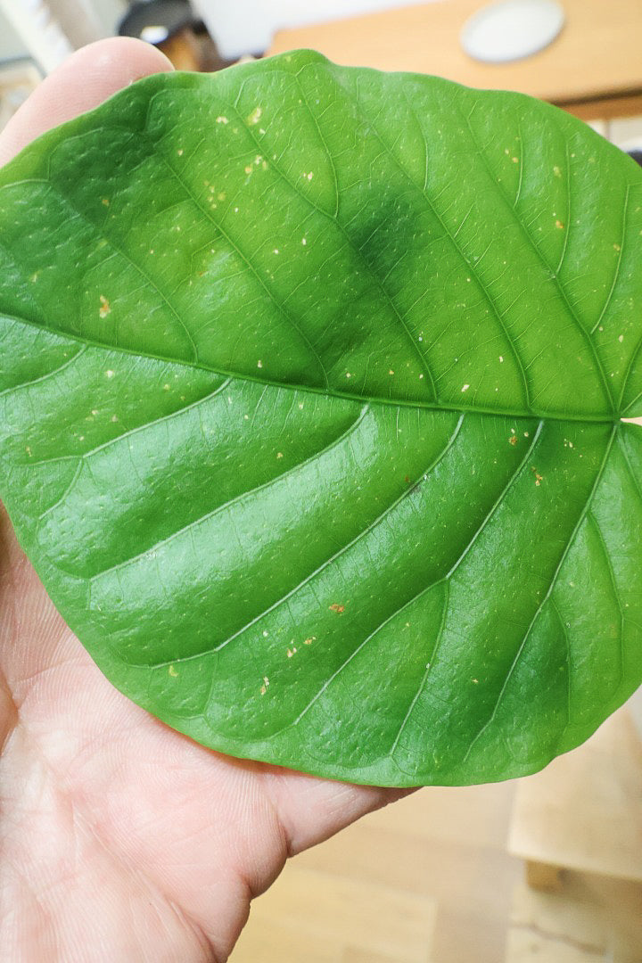 【ウンベラータ】これはホント良い樹形！葉の大きさもちょうどいいと思います！インテリアにはピッタリ！