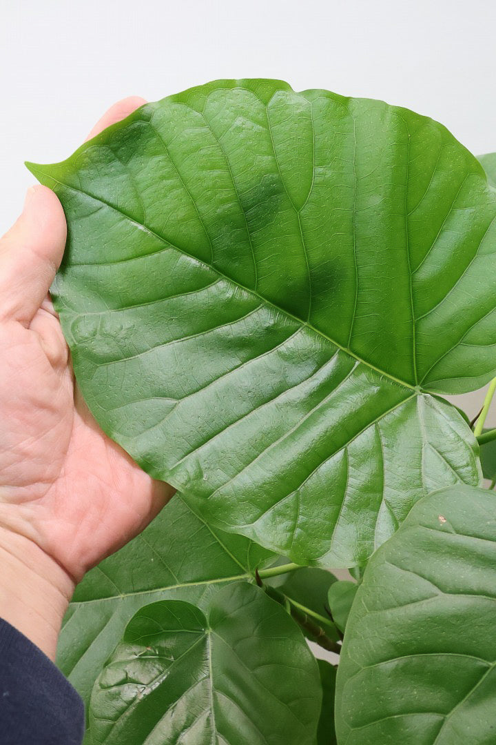 【ウンベラータ】これはホント良い樹形！葉の大きさもちょうどいいと思います！インテリアにはピッタリ！