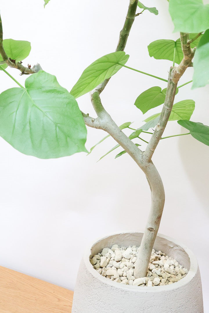 【ウンベラータ】これはホント良い樹形！葉の大きさもちょうどいいと思います！インテリアにはピッタリ！