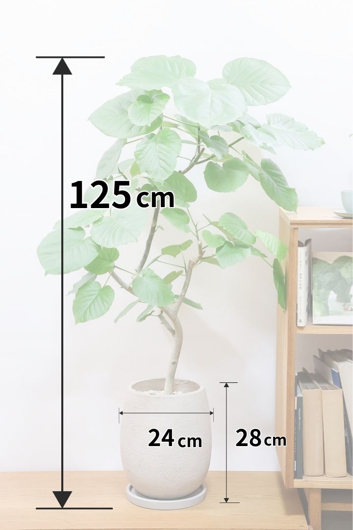【ウンベラータ】これはホント良い樹形！葉の大きさもちょうどいいと思います！インテリアにはピッタリ！