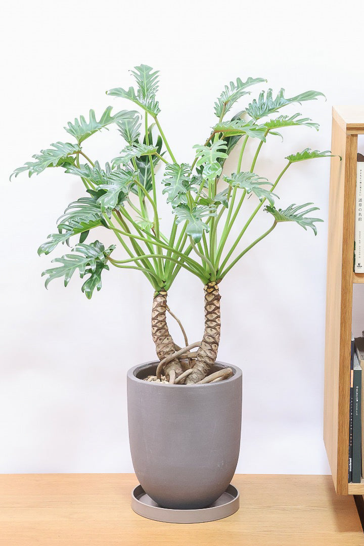 【クッカバラ】シンプルだけどしっかりと作られています！個人的にこの樹形はイイと思います！