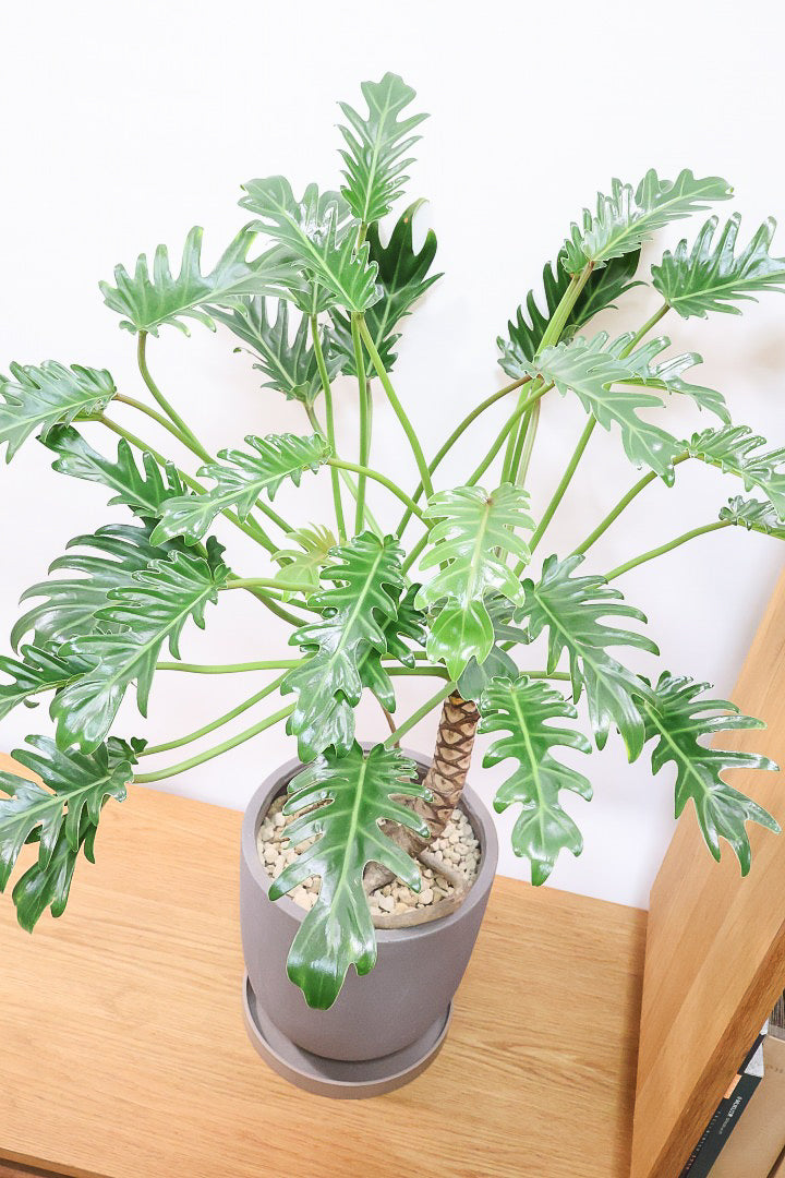 【クッカバラ】シンプルだけどしっかりと作られています！個人的にこの樹形はイイと思います！