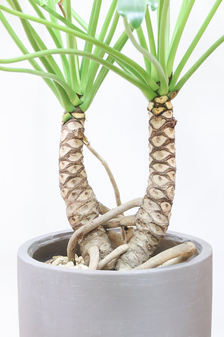 【クッカバラ】シンプルだけどしっかりと作られています！個人的にこの樹形はイイと思います！