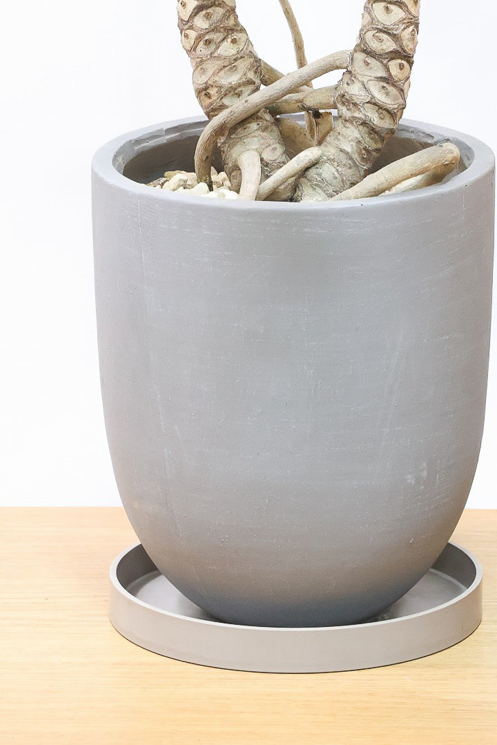 【クッカバラ】シンプルだけどしっかりと作られています！個人的にこの樹形はイイと思います！