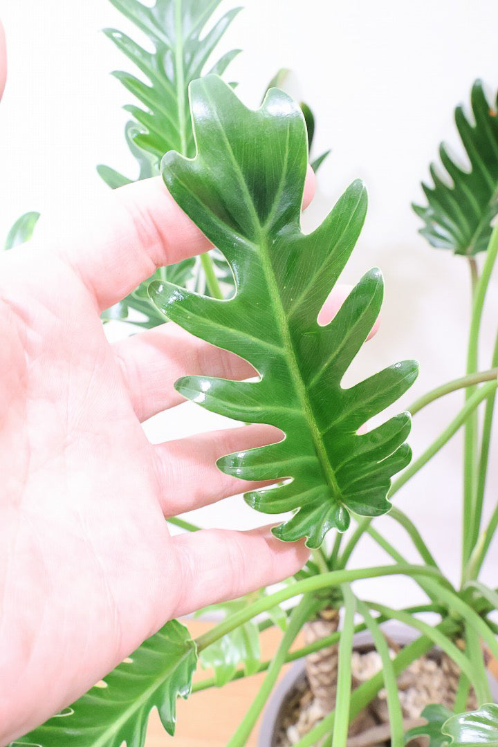 【クッカバラ】シンプルだけどしっかりと作られています！個人的にこの樹形はイイと思います！