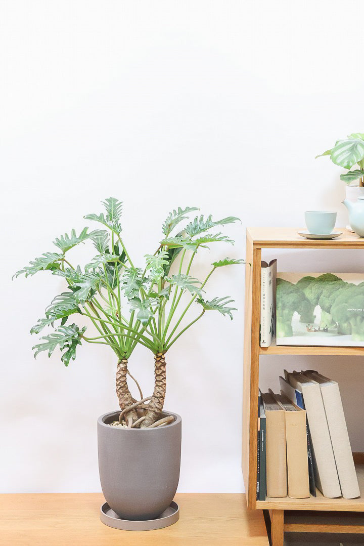 【クッカバラ】シンプルだけどしっかりと作られています！個人的にこの樹形はイイと思います！