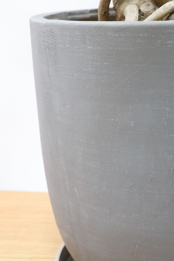 【クッカバラ】シンプルだけどしっかりと作られています！個人的にこの樹形はイイと思います！