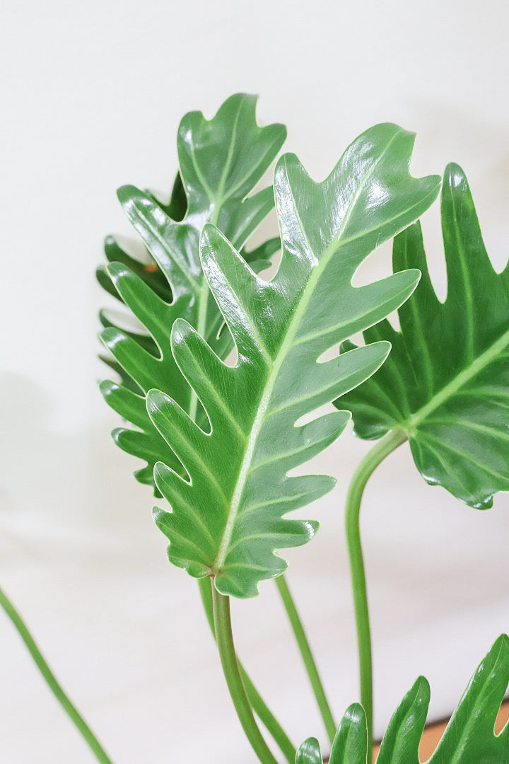 【クッカバラ】シンプルだけどしっかりと作られています！個人的にこの樹形はイイと思います！