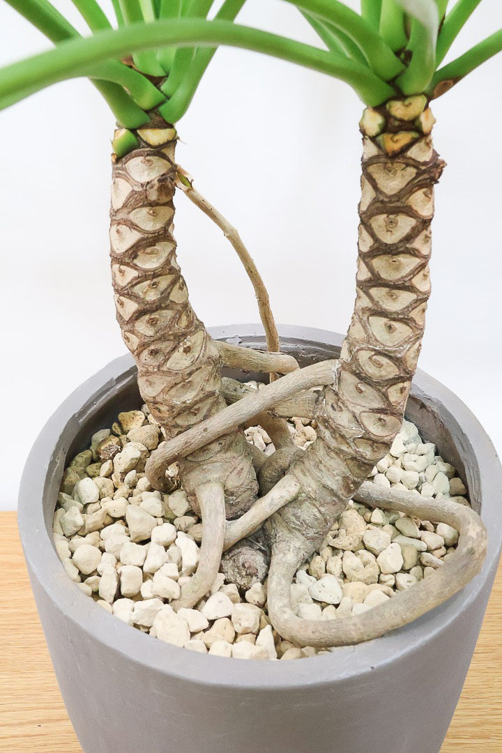 【クッカバラ】シンプルだけどしっかりと作られています！個人的にこの樹形はイイと思います！