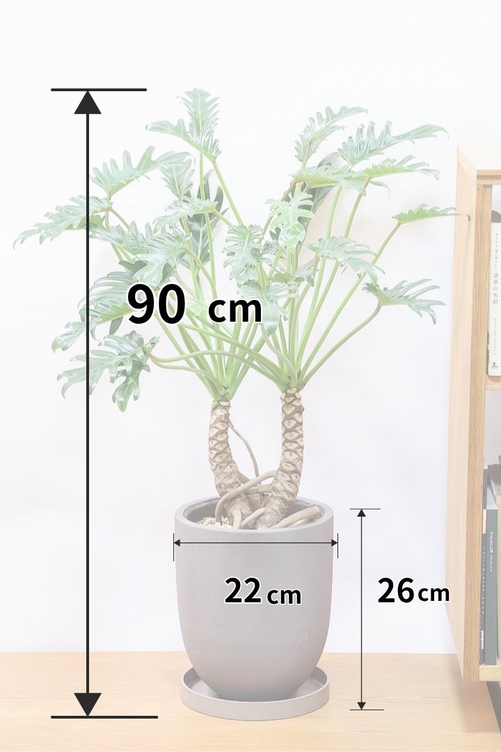 【クッカバラ】シンプルだけどしっかりと作られています！個人的にこの樹形はイイと思います！
