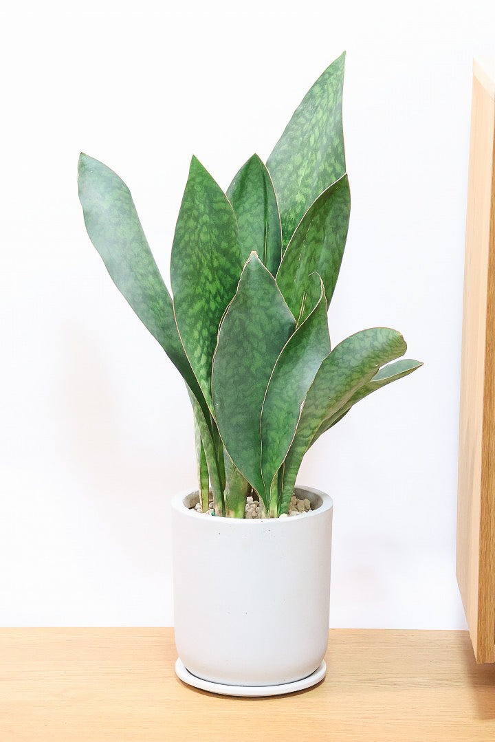 【サンスベリア マッソニアーナ】ここまで大型のマッソニアーナは希少！生産者さんのハウスで見つけて仕入れてきました！