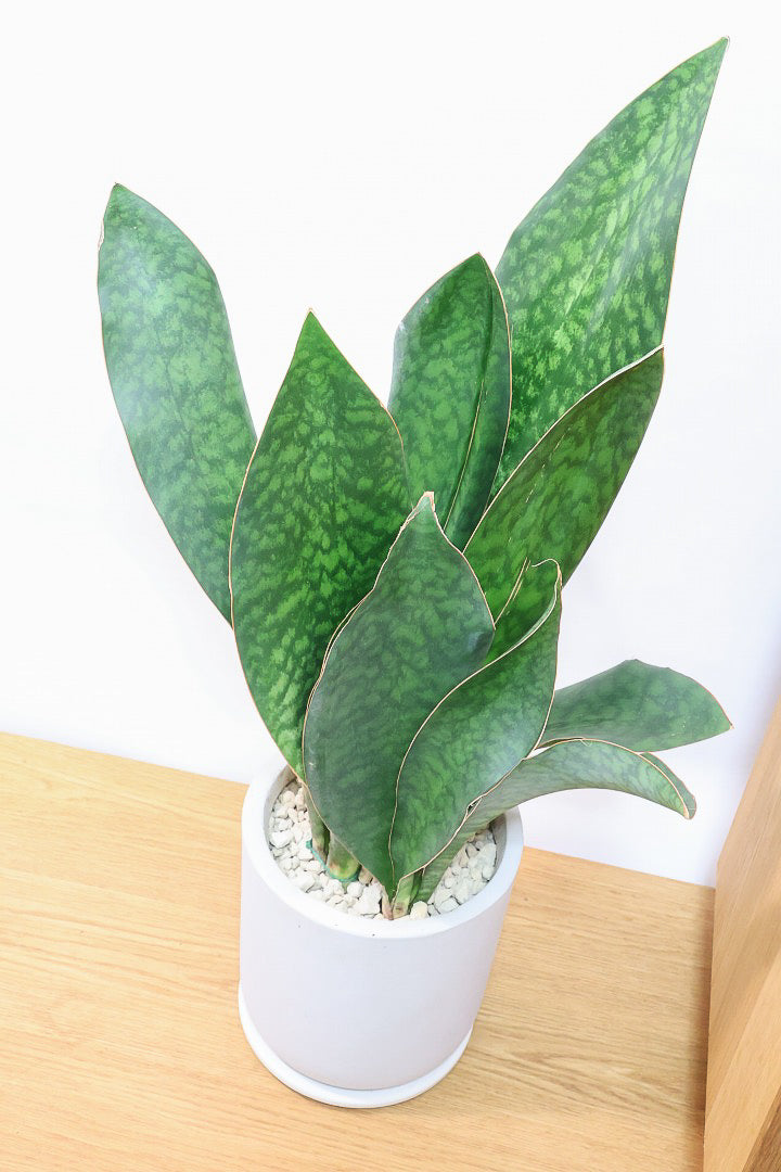 【サンスベリア マッソニアーナ】ここまで大型のマッソニアーナは希少！生産者さんのハウスで見つけて仕入れてきました！