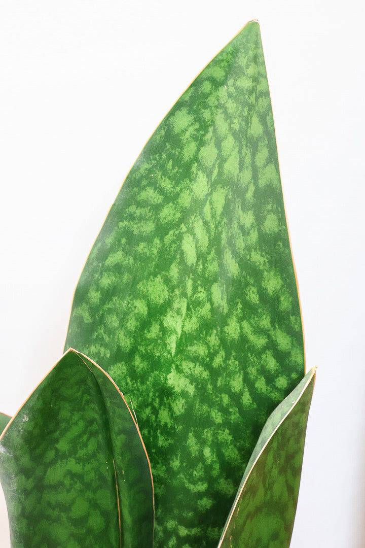 【サンスベリア マッソニアーナ】ここまで大型のマッソニアーナは希少！生産者さんのハウスで見つけて仕入れてきました！