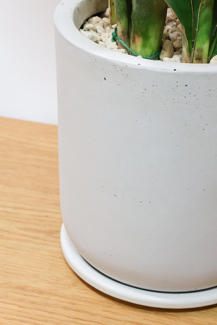 【サンスベリア マッソニアーナ】ここまで大型のマッソニアーナは希少！生産者さんのハウスで見つけて仕入れてきました！