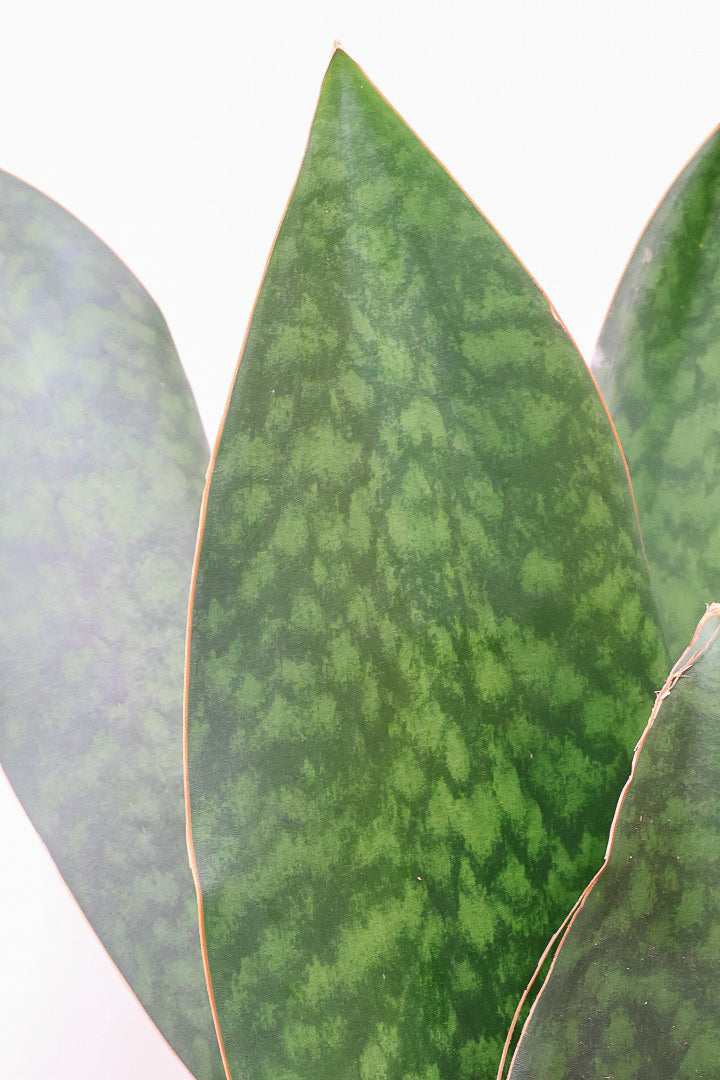 【サンスベリア マッソニアーナ】ここまで大型のマッソニアーナは希少！生産者さんのハウスで見つけて仕入れてきました！