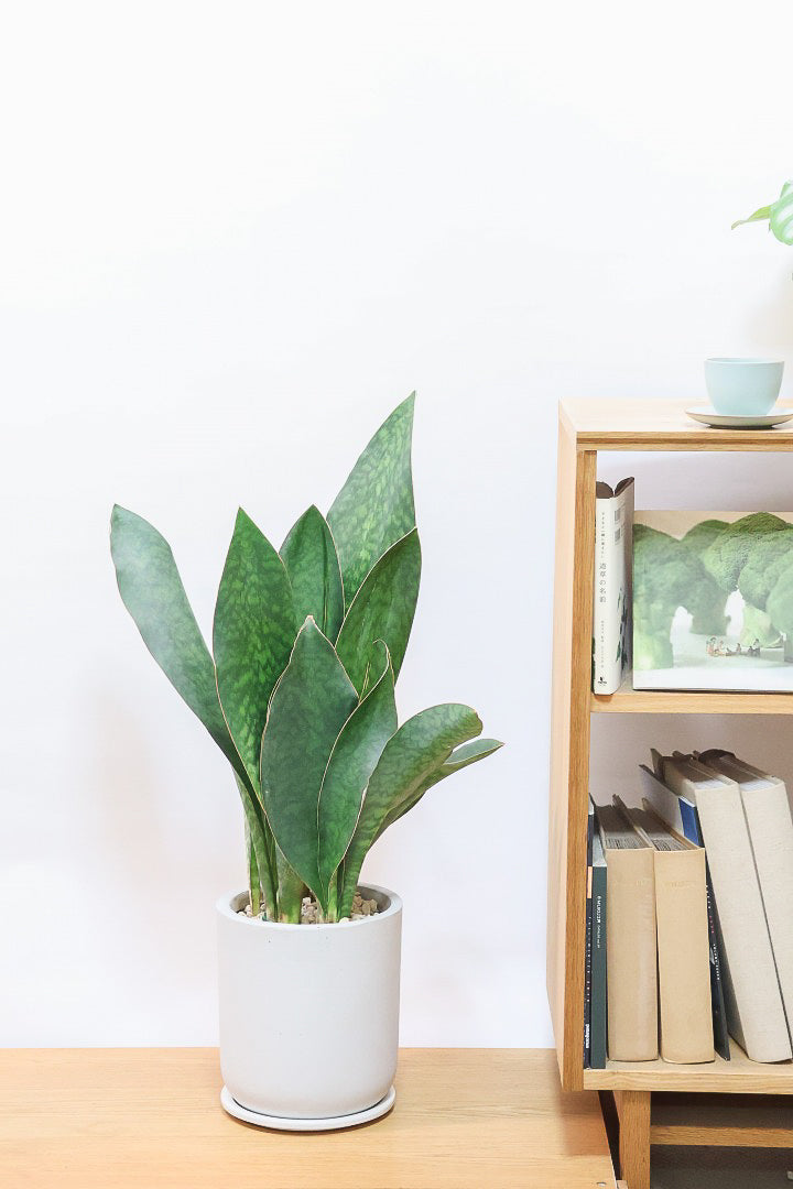 【サンスベリア マッソニアーナ】ここまで大型のマッソニアーナは希少！生産者さんのハウスで見つけて仕入れてきました！