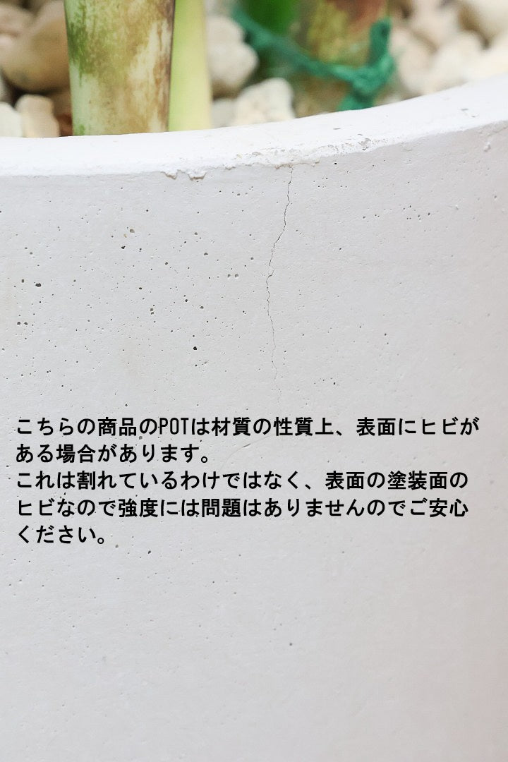 【サンスベリア マッソニアーナ】ここまで大型のマッソニアーナは希少！生産者さんのハウスで見つけて仕入れてきました！