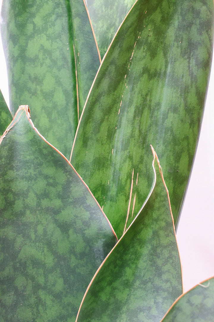 【サンスベリア マッソニアーナ】ここまで大型のマッソニアーナは希少！生産者さんのハウスで見つけて仕入れてきました！