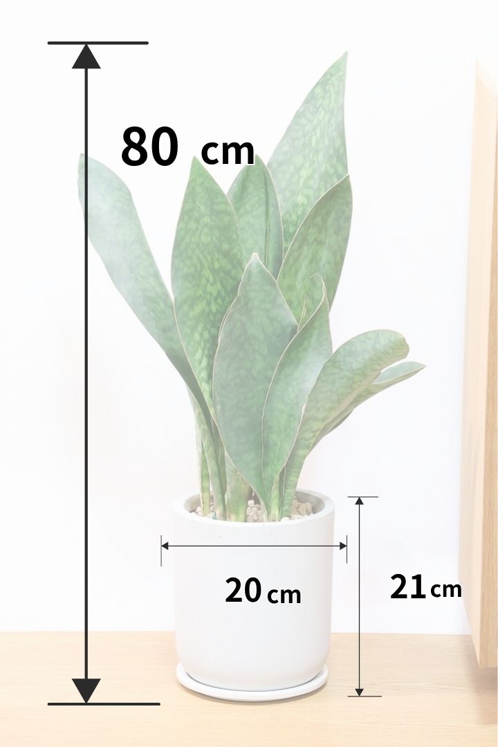 【サンスベリア マッソニアーナ】ここまで大型のマッソニアーナは希少！生産者さんのハウスで見つけて仕入れてきました！