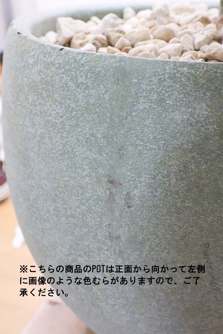 【ナビ】沖縄でじっくりと育てられたボリュームがあるスタイリッシュな樹形！他にはない樹形です！