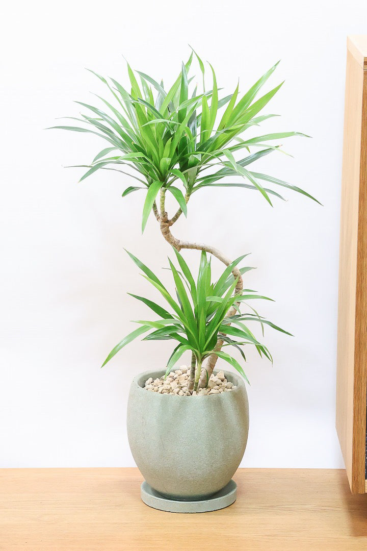 【ナビ】沖縄でじっくりと育てられたボリュームがあるスタイリッシュな樹形！他にはない樹形です！