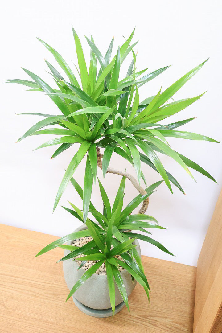 【ナビ】沖縄でじっくりと育てられたボリュームがあるスタイリッシュな樹形！他にはない樹形です！