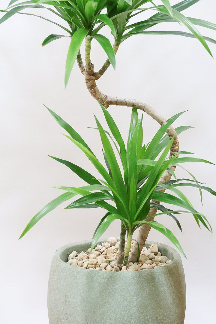 【ナビ】沖縄でじっくりと育てられたボリュームがあるスタイリッシュな樹形！他にはない樹形です！