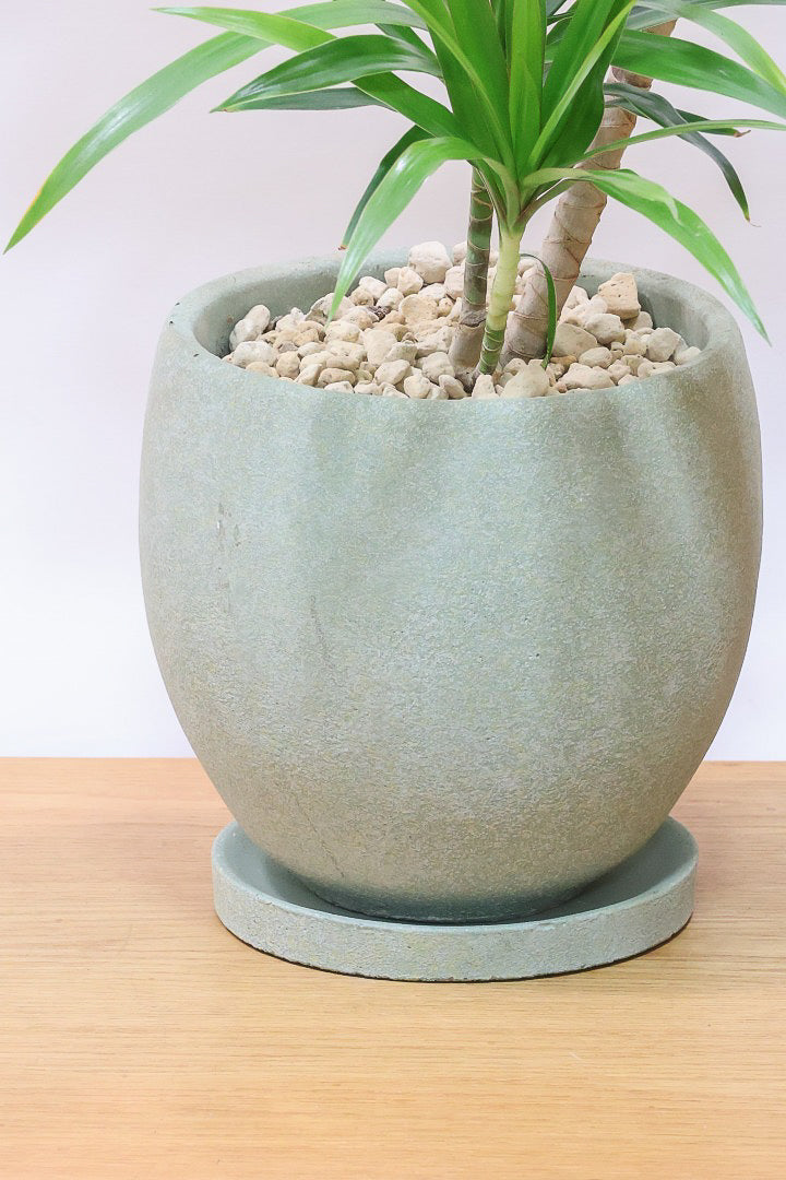 【ナビ】沖縄でじっくりと育てられたボリュームがあるスタイリッシュな樹形！他にはない樹形です！