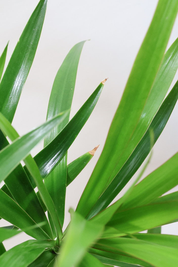 【ナビ】沖縄でじっくりと育てられたボリュームがあるスタイリッシュな樹形！他にはない樹形です！