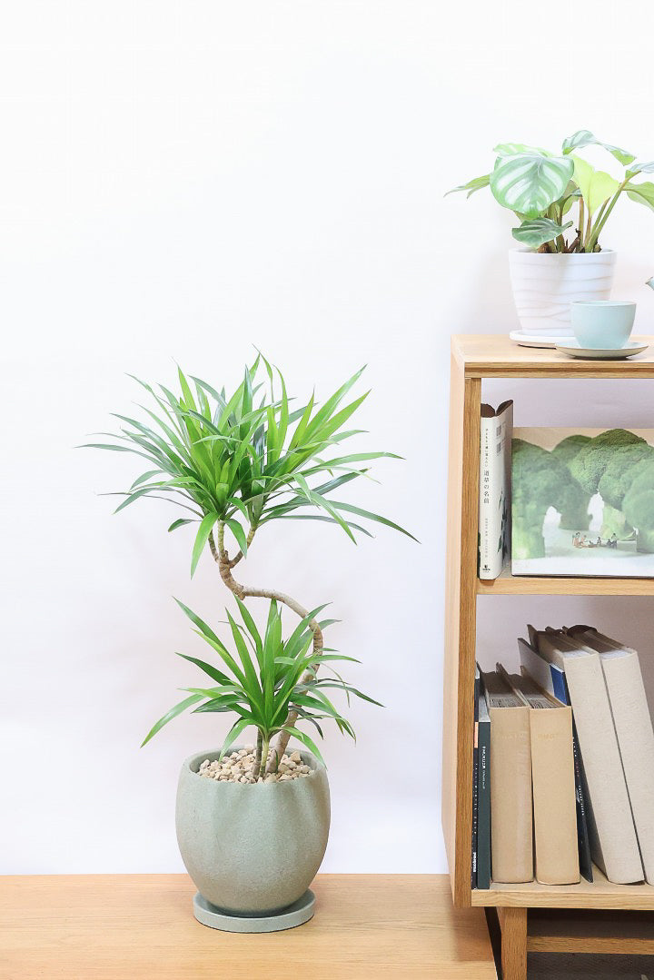 【ナビ】沖縄でじっくりと育てられたボリュームがあるスタイリッシュな樹形！他にはない樹形です！