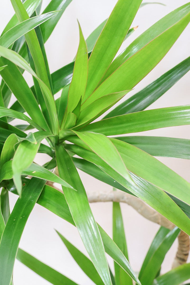 【ナビ】沖縄でじっくりと育てられたボリュームがあるスタイリッシュな樹形！他にはない樹形です！