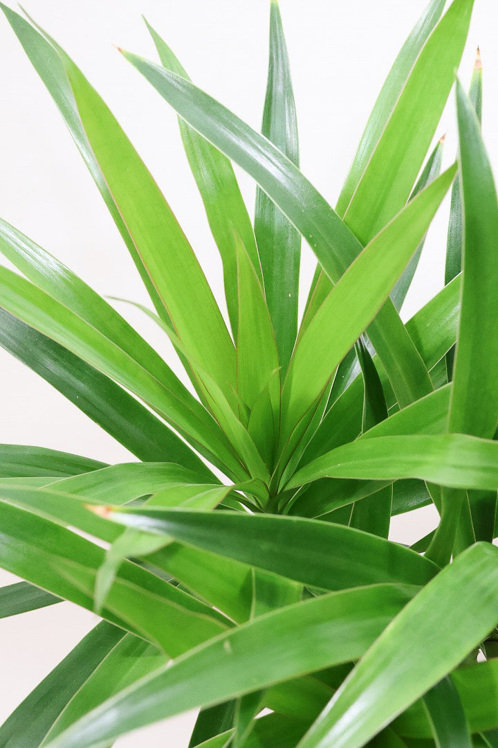 【ナビ】沖縄でじっくりと育てられたボリュームがあるスタイリッシュな樹形！他にはない樹形です！