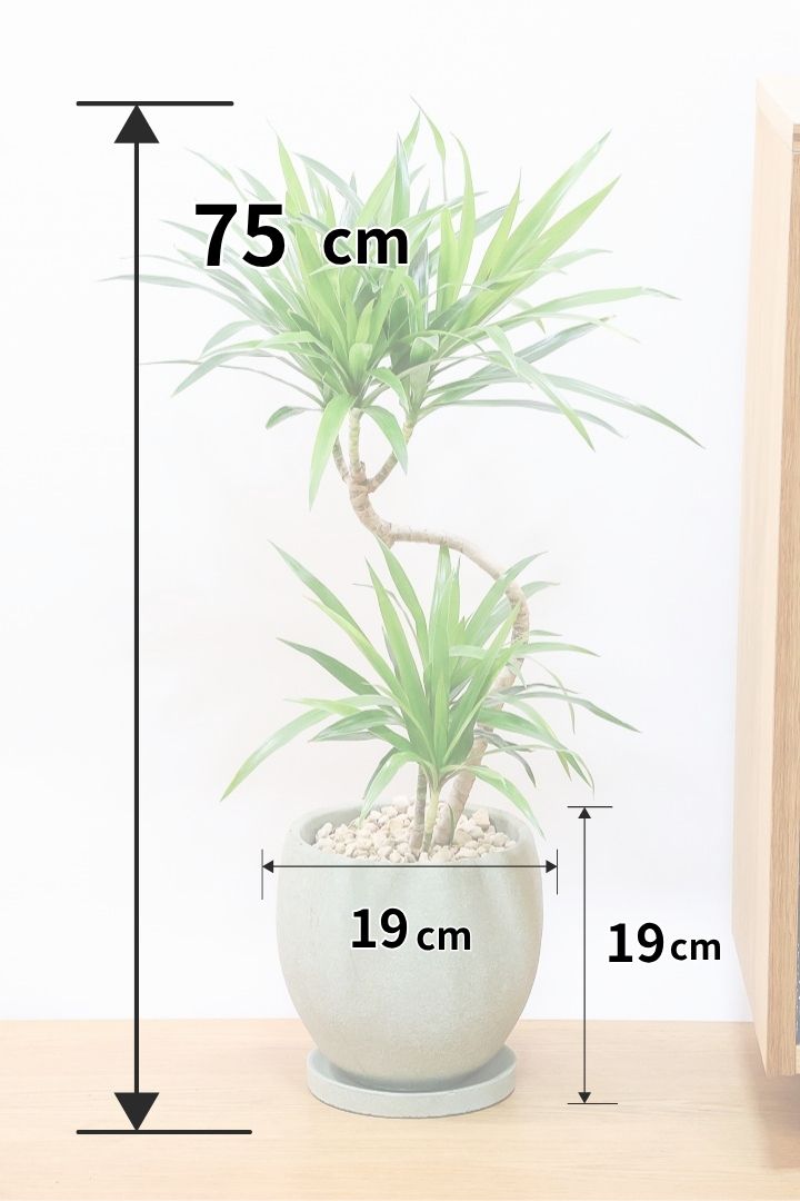 【ナビ】沖縄でじっくりと育てられたボリュームがあるスタイリッシュな樹形！他にはない樹形です！