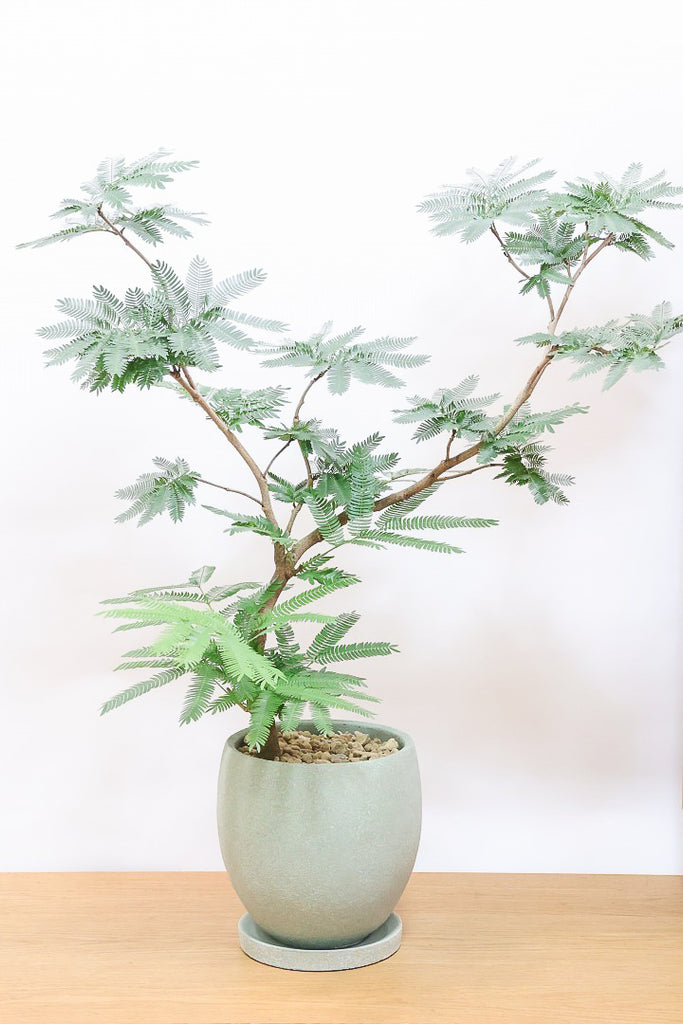 エバーフレッシュGR60755| 観葉植物の通信販売 | APEGO(アペーゴ)