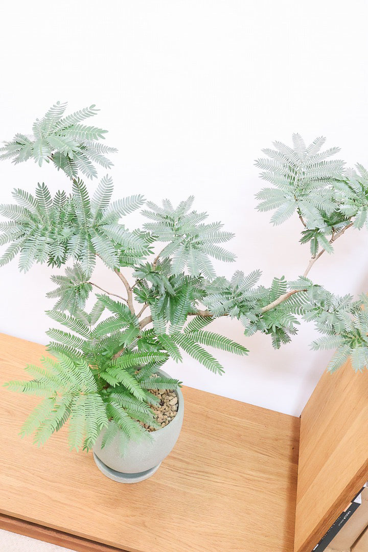 【エバーフレッシュ】幹が個性的！沖縄で時間をかけて作り込まれました！このような樹形は唯一無二です！