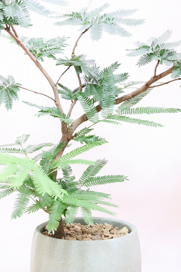 【エバーフレッシュ】幹が個性的！沖縄で時間をかけて作り込まれました！このような樹形は唯一無二です！