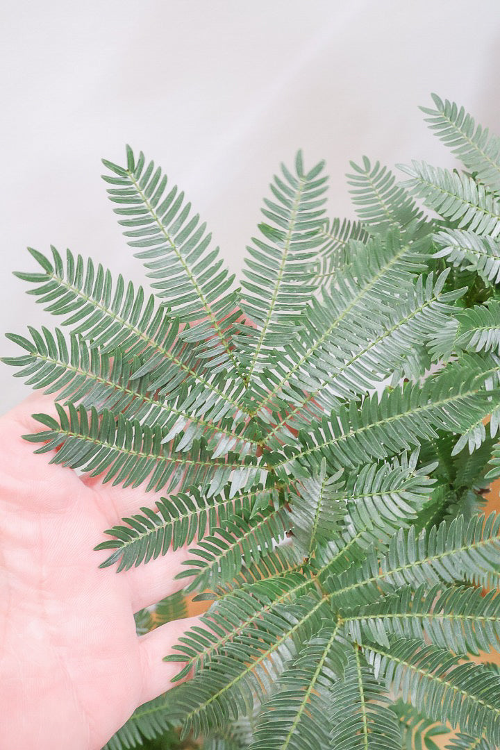 ☆ エバーフレッシュ 沖縄産♪ 163cm 曲がり仕立て♪ 沖縄産 特大 エバーフレッシュ 曲がり仕立て 陶器鉢 植