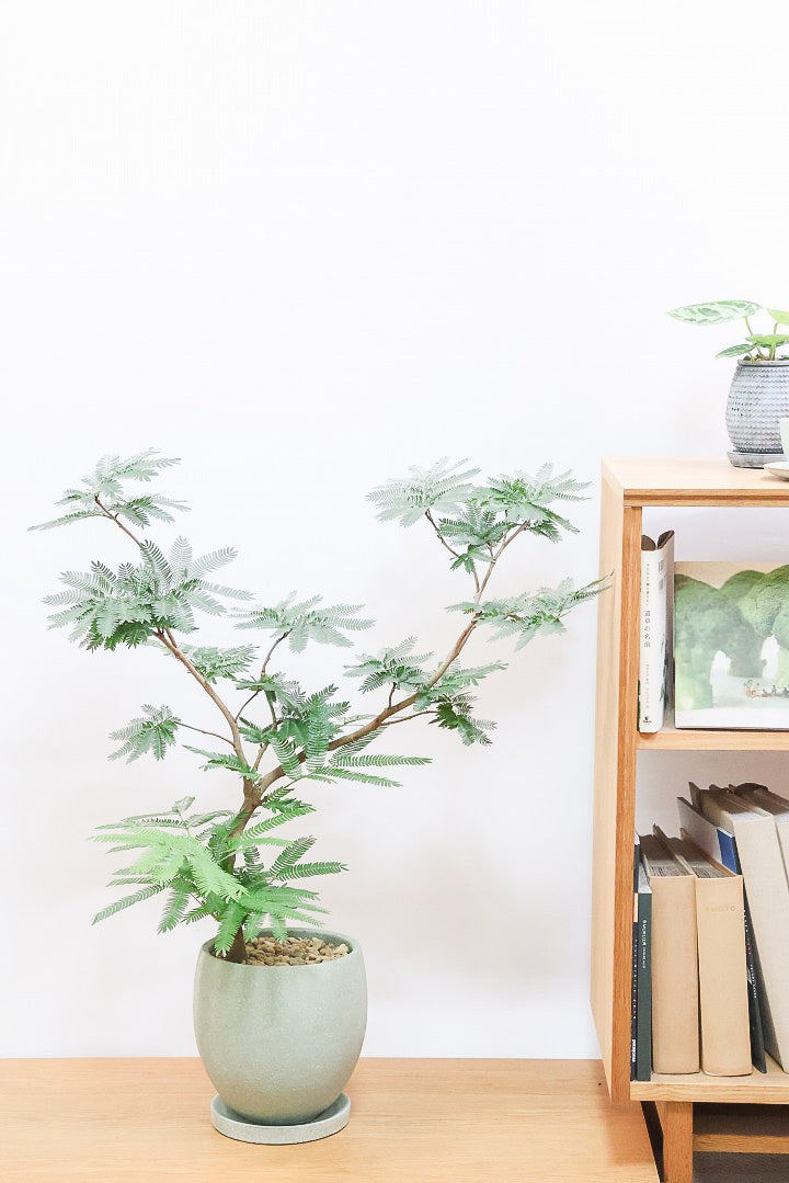 【エバーフレッシュ】幹が個性的！沖縄で時間をかけて作り込まれました！このような樹形は唯一無二です！