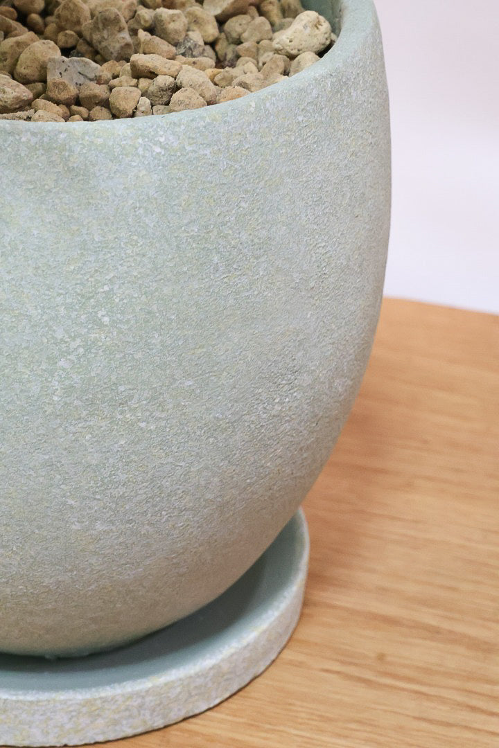 【エバーフレッシュ】幹が個性的！沖縄で時間をかけて作り込まれました！このような樹形は唯一無二です！