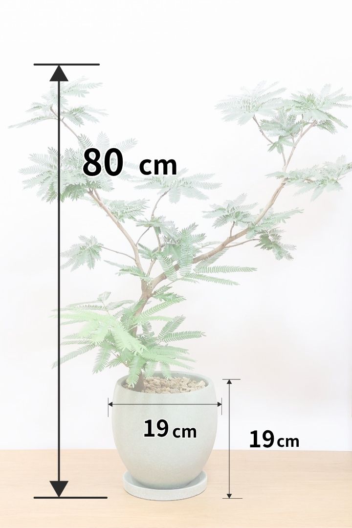 エバーフレッシュGR60755| 観葉植物の通信販売 | APEGO(アペーゴ)