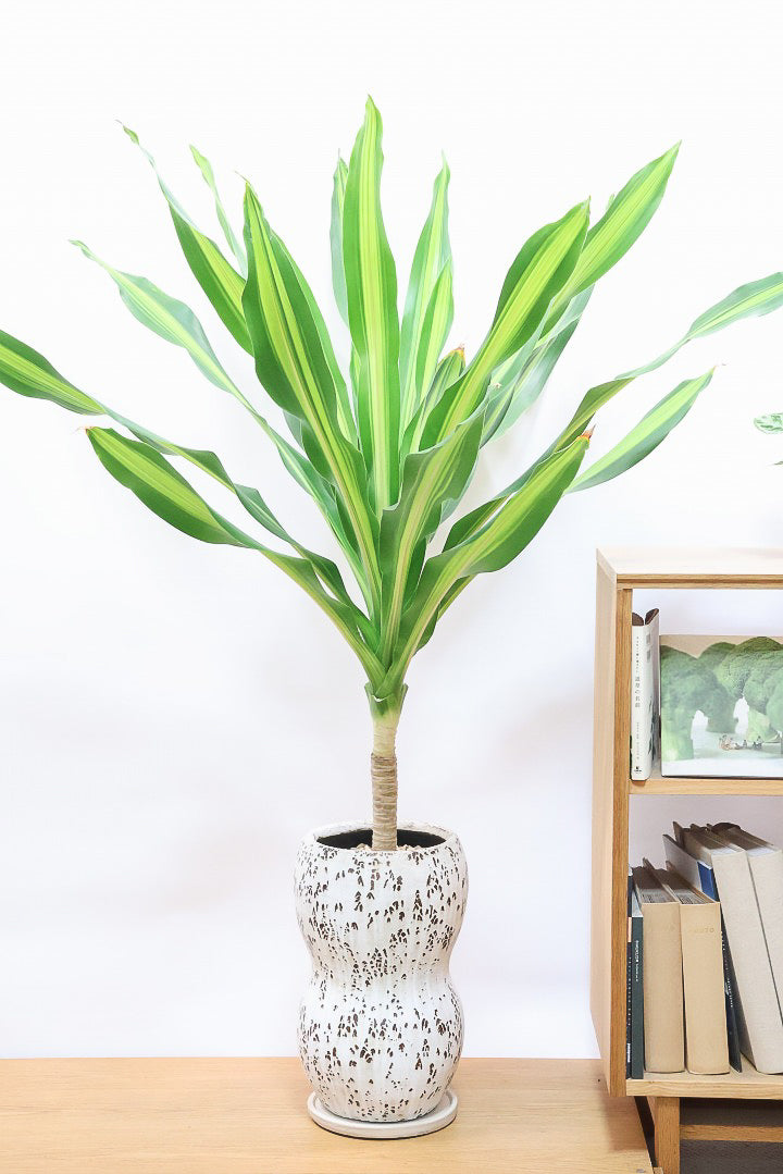 【ドラセナ フレグランス バーリー】見てください！この立派な幹を！ここまでしっかりと育った個体は希少ですよ！